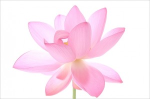 pink lotus3